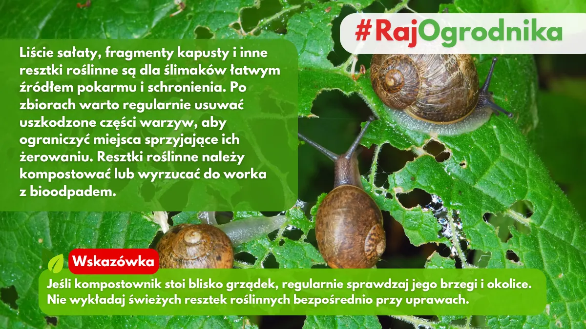 Jak usuwać reszki roślinne by nie stały się pokarmem dla ślimaków blog sklep rajogrodnika